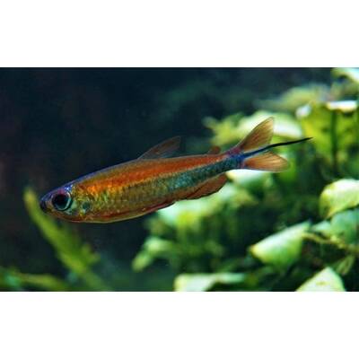 Phenacogrammus sp. Fantastic