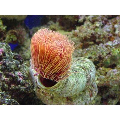 Protula Bispilaris Orange L