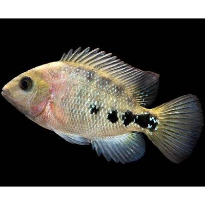 Vieja synspila 6-7cm