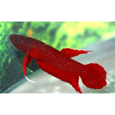 Betta Api Api (Males) L