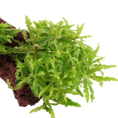 Stoffels Pogostemon Helferi on Lavastone