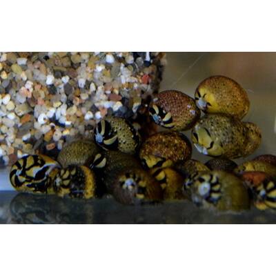 Neritina sp.Mix