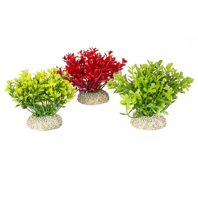 Aqua Della Plant Glosso S Mixed Colors (Height 9cm)