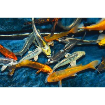 Koi Ghost 16-20cm