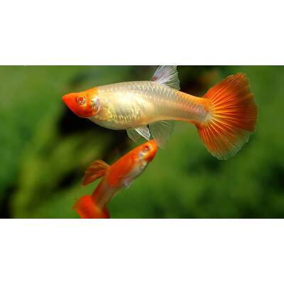 Poecilia Reticulata Koi M/F