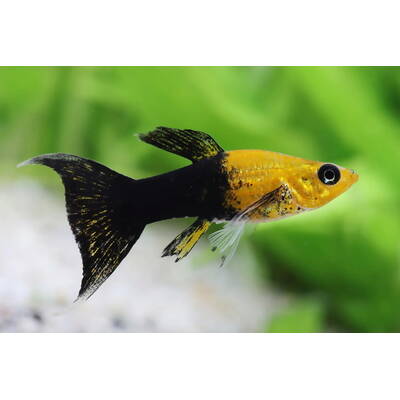 Molly Gold Dust Tuxedo Longfin S/M