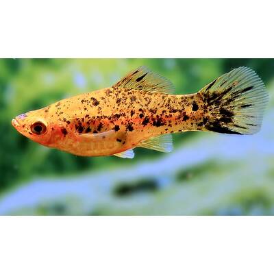 Xiphophorus Helleri Berlin Black Female