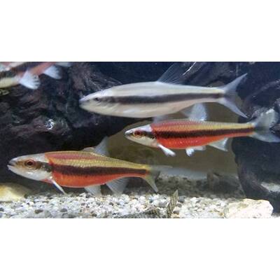 Notropis Lutipinnis M