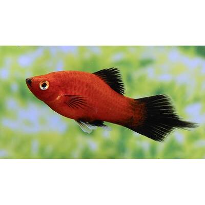 Platy Red Wagtail M