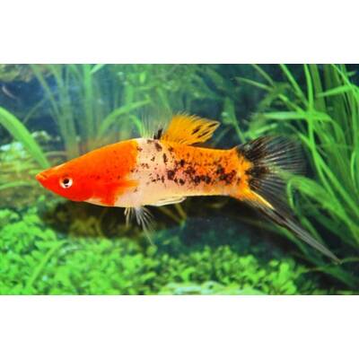 Xiphophorus Helleri Koi Sanke M