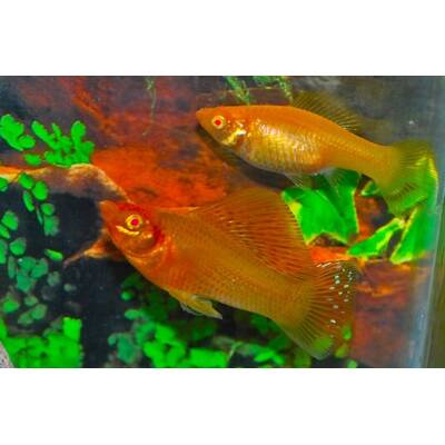 Molly Sailfin Gold M
