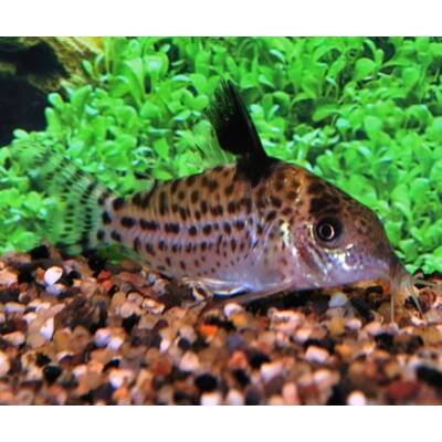 Corydoras Ambiacus