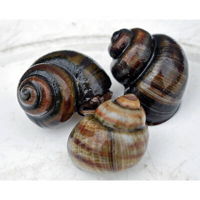 Stubby Riversnail