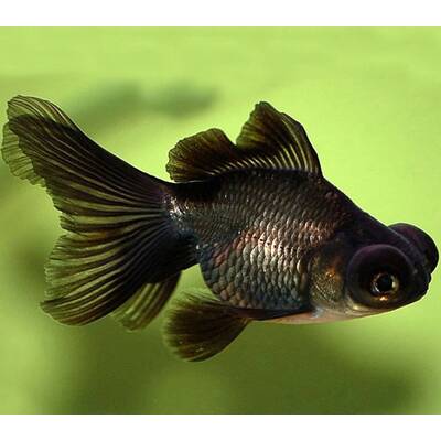 Oranda Black Telescope Eye 5-6cm