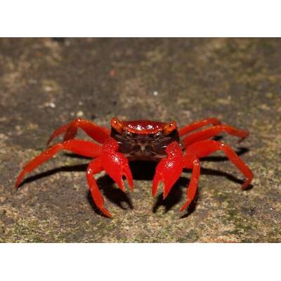 Vampire Crab Red Ruby