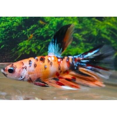Betta sp. Super Delta Nemo Male L