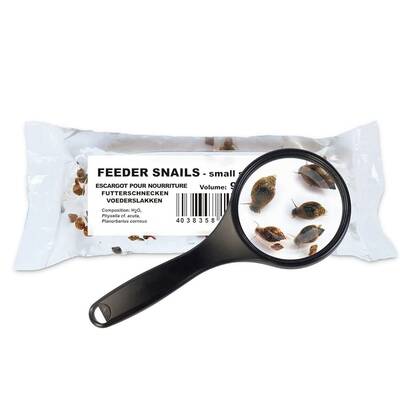 Live Food Bladder Snails 90ml