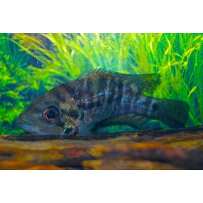 Parachromis Motaguensis S