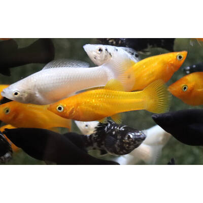 Molly Sailfin Mix M