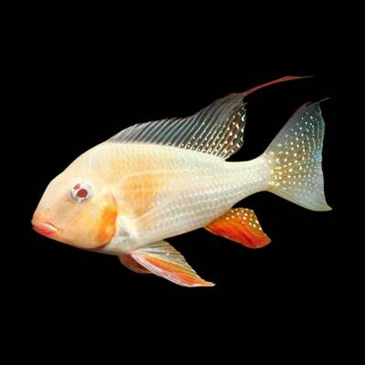 Acarichthys Heckelii Albino 6-8cm