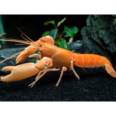 Lobster Orange 5cm
