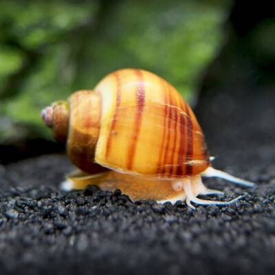 Snail Mixed Color