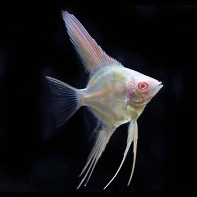 Pterophyllum Manacapuru Albino L