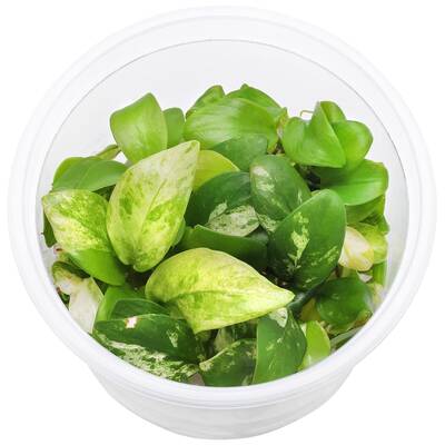 Stoffels Anubias barteri var. nana 'Golden' In Vitro