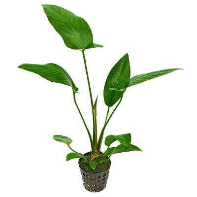 Stoffels Anubias Hastifolia MP