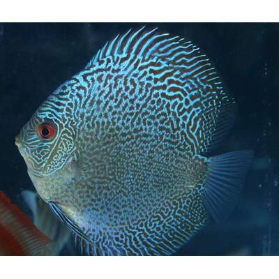 Symphysodon Aequifasciatus Blue Snakeskin 11-12cm