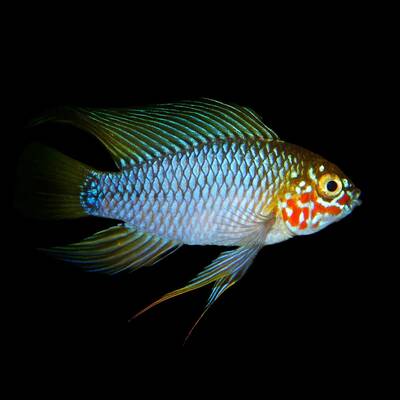 Apistogramma sp. Opal S/M