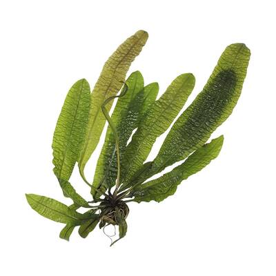 Stoffels Aponogeton boivinianus