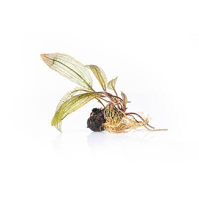 Stoffels Aponogeton madagascariensis var. Madagascariensis (Fenestralis)