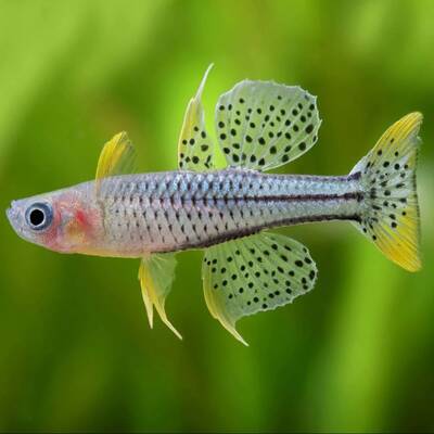 Pseudomugil Gertrudae Aru 2