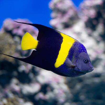 Pomacanthus Asfur M