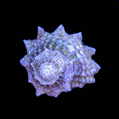Astralium calcar