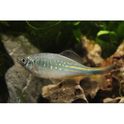 Bengal Danio