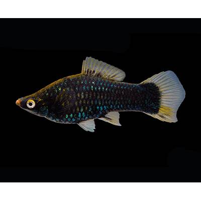 Xiphophorus Helleri Berlin Black Female
