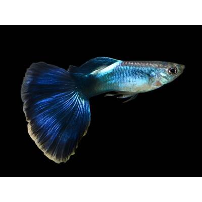 Poecilia Reticulata Blue Sapphire Male M