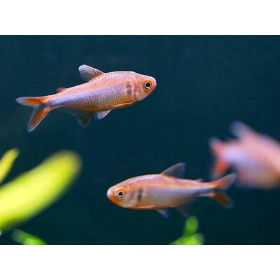 Hyphessobrycon Wadai M