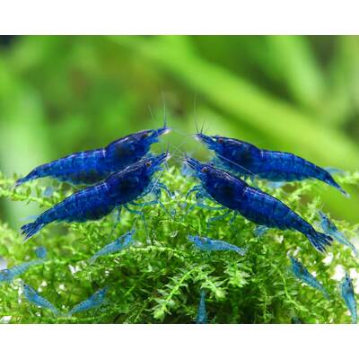 Neocaridina Davidi Blue Velvet L