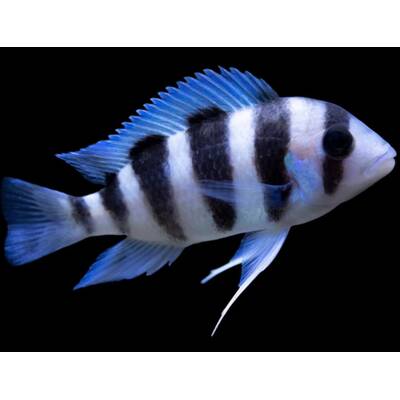 Cyphotilapia Frontosa 5-6cm