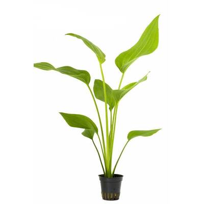Stoffels Echinodorus Argentinensis (Grandiflorus)