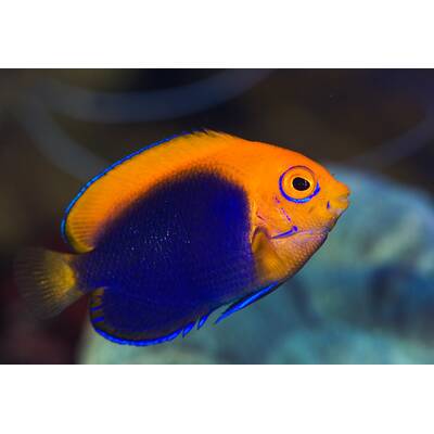 Centropyge Acanthops M