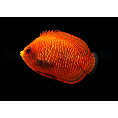 Centropyge Aurantius M