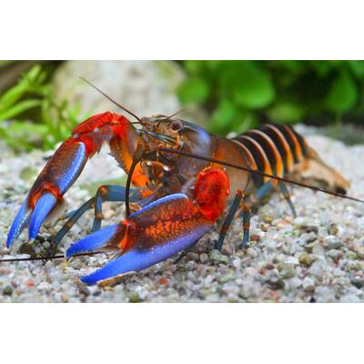 Cherax Pecknyi Blue Claw L
