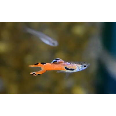 Poecilia Wingei Red Scarlet (M/F) M