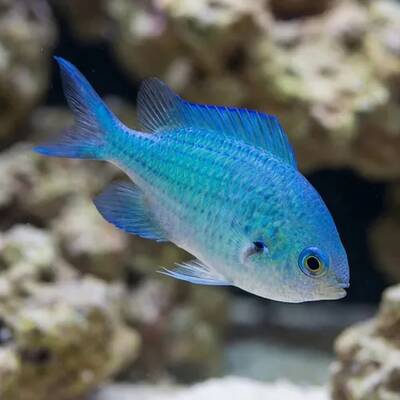 Chromis Viridis XL