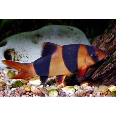 Chromobotia Macracanthus XL