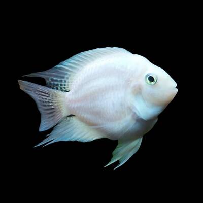 Amatitlania Nigrofasciata Albino Balloon 4-5cm